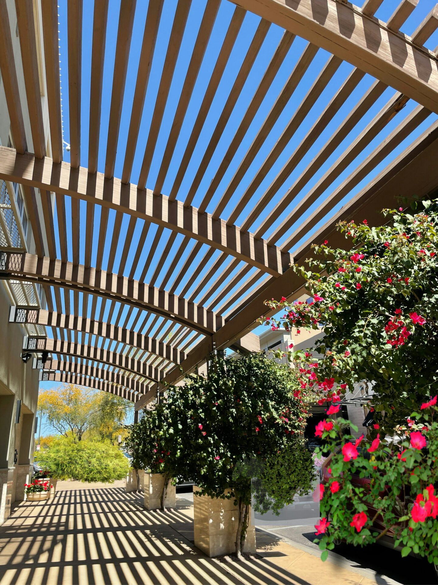 a sunny patio with a pergola and red flowers